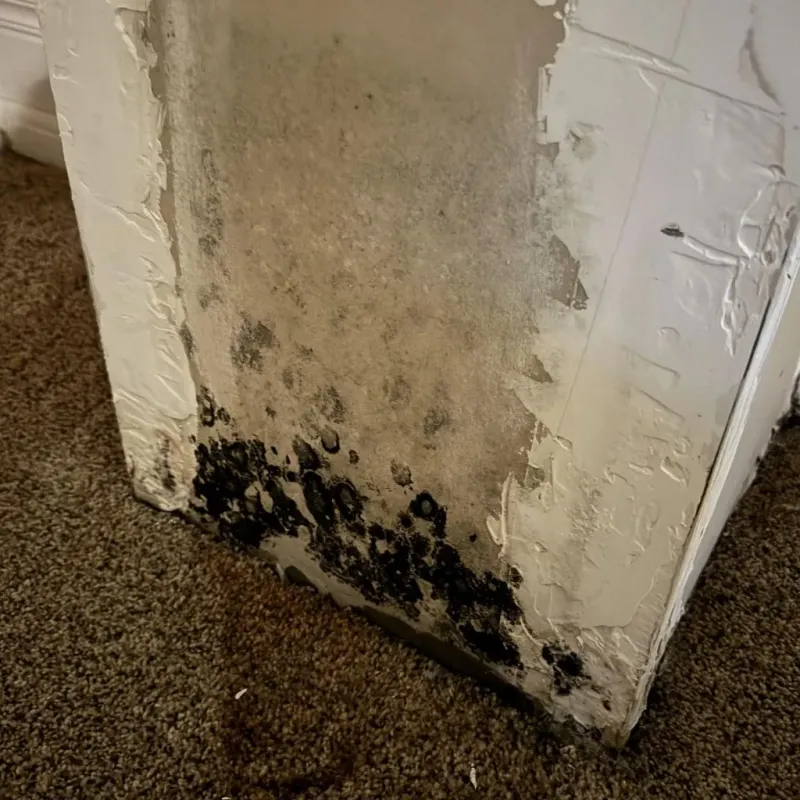 Professional Mold Removal in Highland Springs, VA